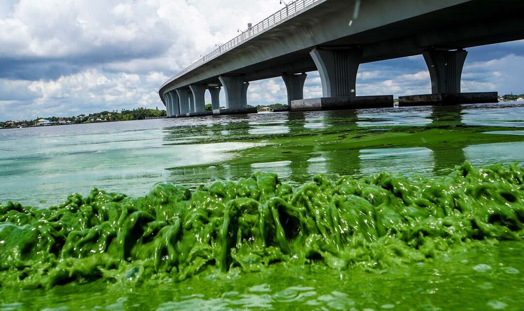Florida Crystals Releases Green Algae Across State to Celebrate Saint Patty’s Day